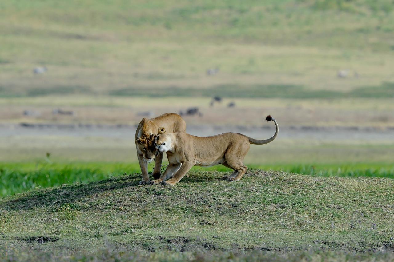 Ngorongoro Serena Safari Lodge Eksteriør billede